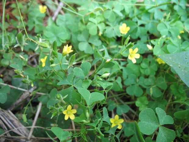 Wood Sorrel blossom with flowers
