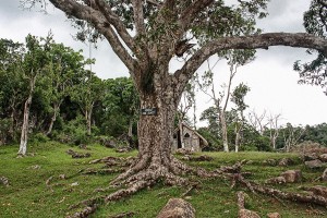 Kindah Tree in Accompong Town.
