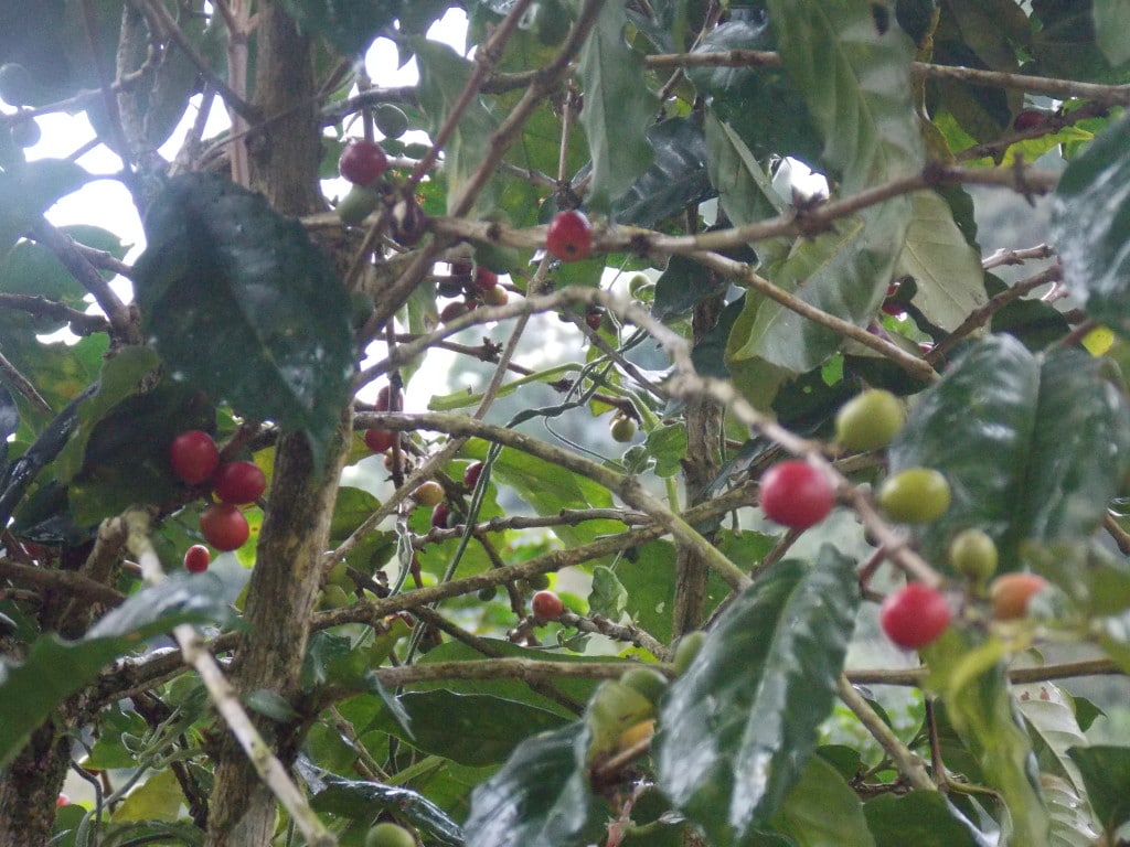 "Blue Mountain Coffee" Beans on the tree.