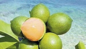 Guinep, a exotic fruit in Jamaica.
