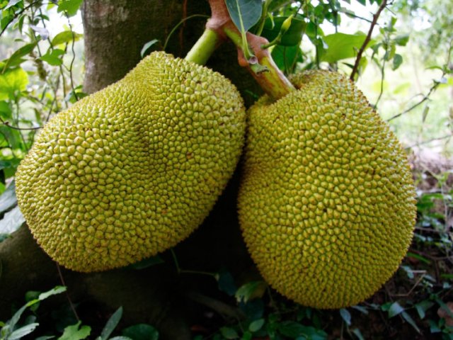 exotic fruits