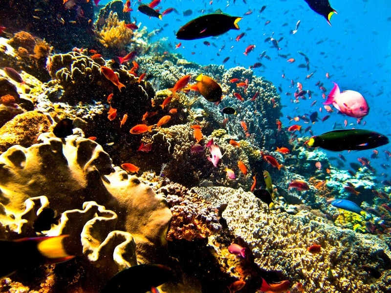 Tourism and scuba diving in Jamaica