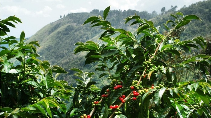 jamaican blue mountain coffee