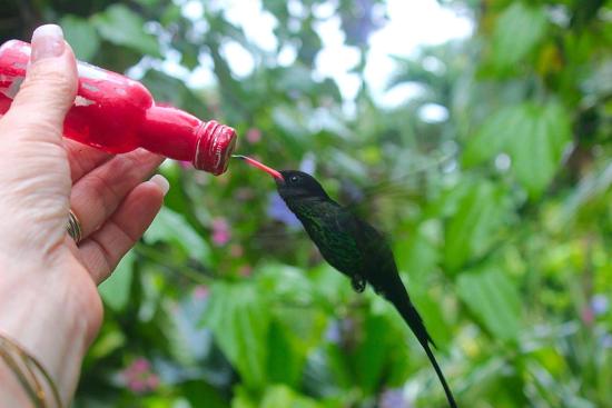 feeding a hummingbird