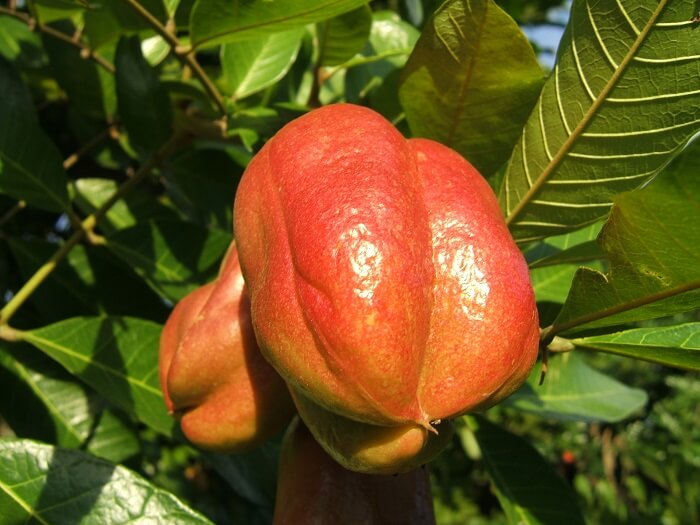 Unripe Ackee fruit