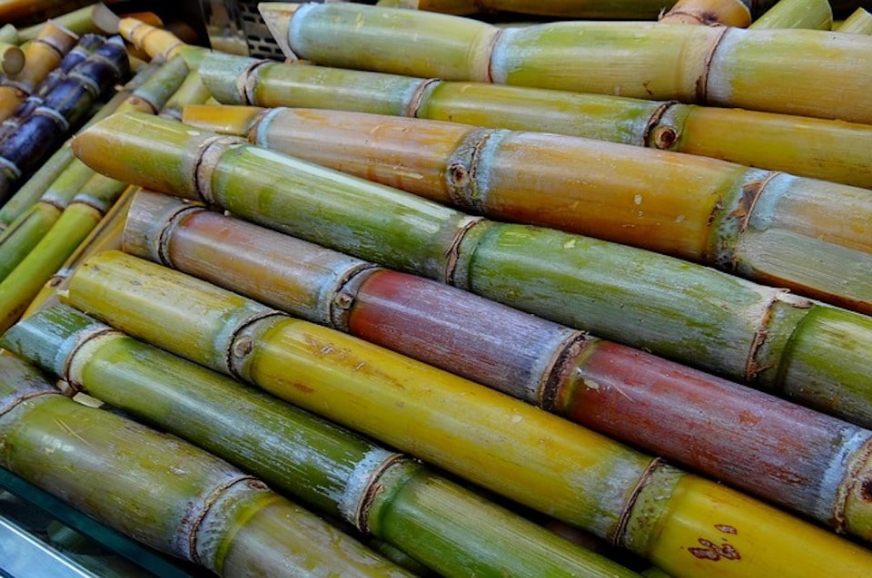 Sugar cane in rainbow colors, green, yellow, orange, all sweet